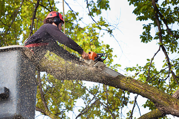 Professional Tree Services in Sonora, TX