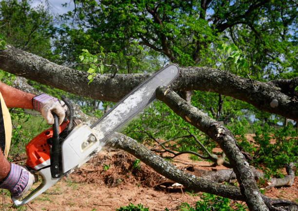 How Our Tree Care Process Works  in  Sonora, TX